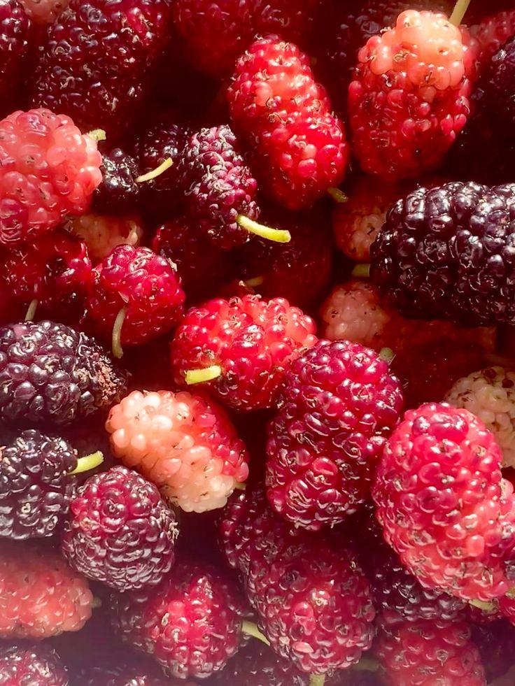 Sun-Kissed Gems: Artisanal Berry Collection